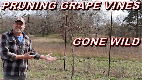 How to Prune Grape Vines Gone Wild - Serious Winter Pruning Here