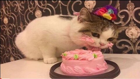 Cats Birthday Party Compilation 😺🎂🎂