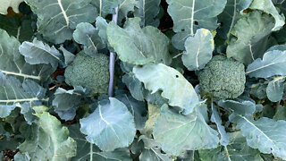 Intensive Planted Broccoli