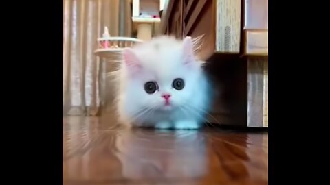 Cutest baby animals Videos Compilation Cute moment of the Animals