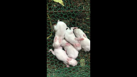 Rabbit mother born baby rabbits fives