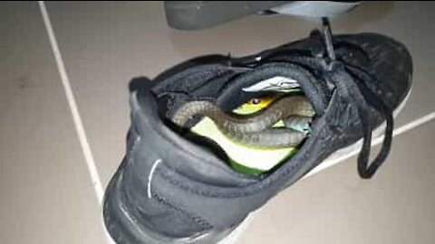 Snake found in shoe in Australia