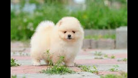 Funny and Cute Pomeranian dogs....love to watch