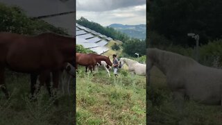 Feeding my Horses Carrots