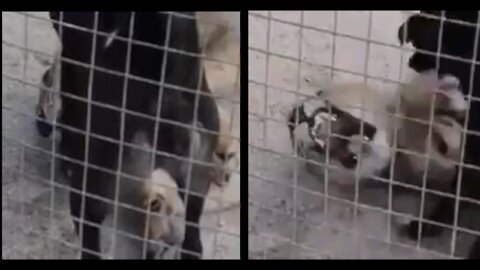 The little dog attacks from the giant lions, and what happens is incredible!