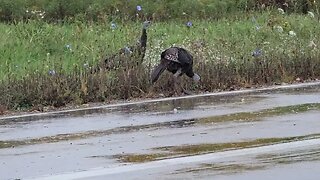 Turkeys in the rain