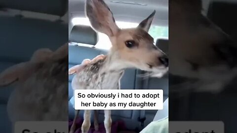 Meet Childish Bambina 🦌, My Potty Trained Pet Deer ❤️ | MurphsLife