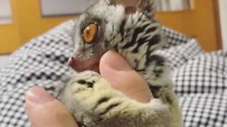 Adorable galago loves playing with owner's hands