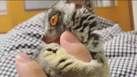 Adorable galago loves playing with owner's hands