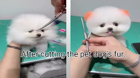 After cutting the pet dog's fur.