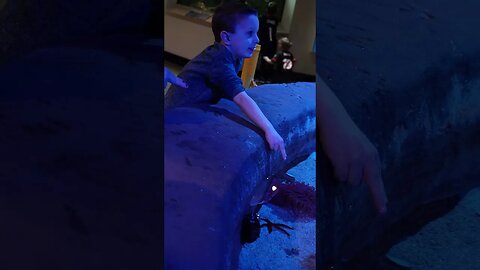 Leo petting the sea creatures - Newport Aquarium - Jan '23