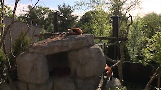 Wild Asia exhibit opens at Akron Zoo