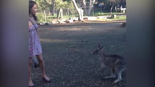 "Kangaroo Makes A New Best Friend"