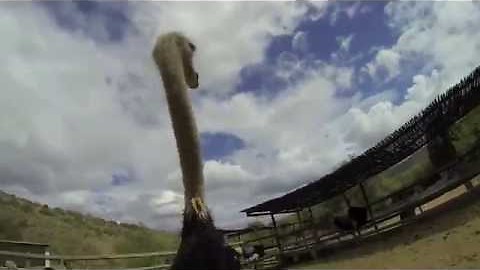 POV Ostrich Riding