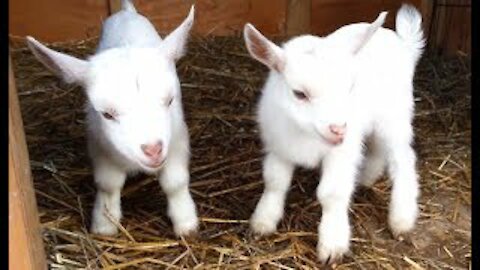 Most Funny and Cute Baby Goat Videos Compilation