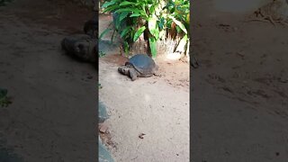 That's a big tortoise. 😊