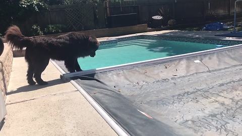 Dog's rescue instincts emerge as pool cover closes