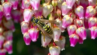 IECV NV #17 - 👀 Wasp bee On The Flower 4-21-2014