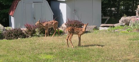 Twin fawns enjoy the neighbor's garden