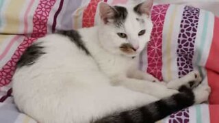 Cat loves to wash owner's hair