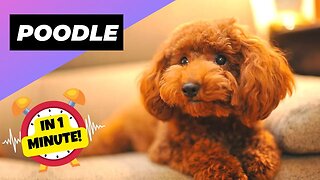 Poodle - In 1 Minute! 🐶 One Of The Most Intelligent Dog Breeds In The World | 1 Minute Animals