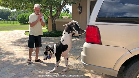 Great Dane needs to work on his grocery delivery skills