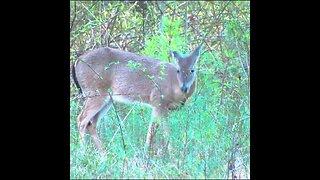 Deer in some young pines