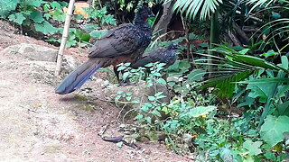 Jacu em busca de aventura Jacuaçu, jacuguaçu, guans