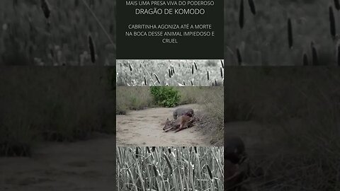 Dragão de Komodo come mais uma presa viva