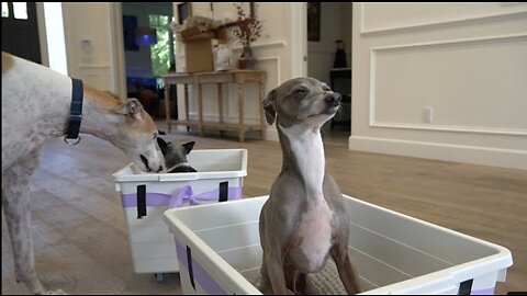 Building a Dog Train! - Doggy Train for the Whippets!