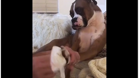 Charming Boxer Sits Patiently Through His Daily Pedicure