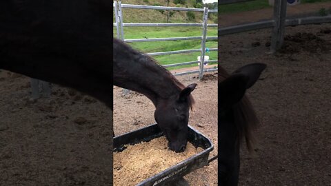 A visit with our 30 year old horse