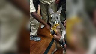 A Baby Kangaroo Eats A Banana