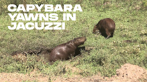 Capybara yawns in jacuzzi