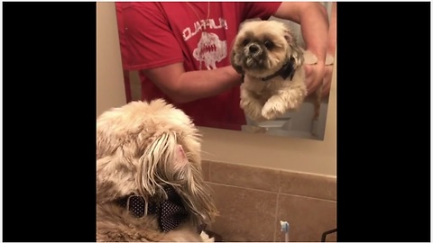 Dog practices doggy paddle over bathroom sink