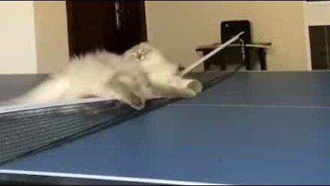 Cat goes crazy on ping-pong table!
