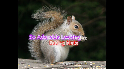So Adorable Squirrel Eating Nuts