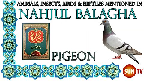 Pigeon - Animals, Insects, Reptiles Amphibians in Nahjul Balagha (Peak of Eloquence)#imamali #allah