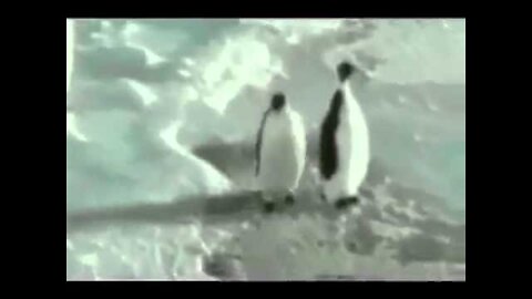 Shut Up - Penguin Slap