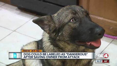 Dog could be labeled as "dangerous" after saving owner from attack