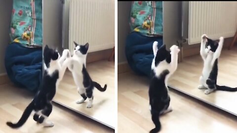 Funny Cat Playing with Mirror