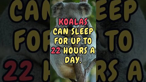 🐨Discover Fascinating Animal Facts👀 #shorts #shortsfact #animalfacts #funfactsshorts #koala #sleep