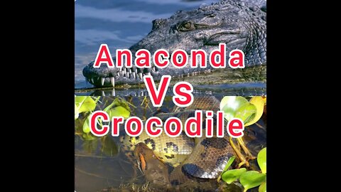 ANACONDA VS CROCODILE! Fight To Death - Wild Animals Attack! #Shorts #ytshorts #UbertainmentFun