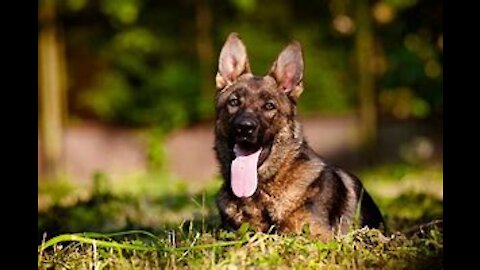 How to Train a German Shepherd Puppy - A Detailed Video on GS Training Tips
