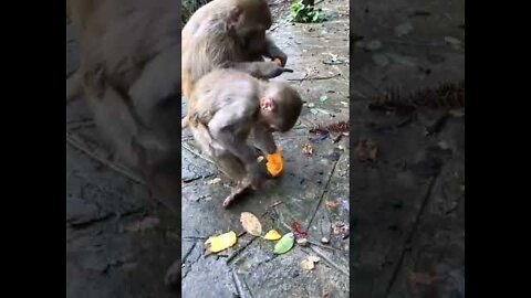 Naughty monkey eating mongo funny video 2022