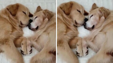 Two Puppy Friends Sleeping Together