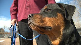 Concerned dog-lover feared neglect, but kennel owner says he's saving animals