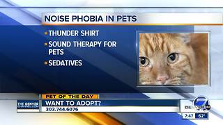 Pet of the day for August 19th