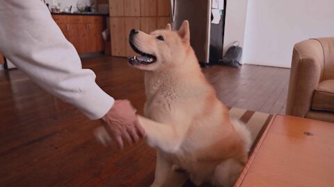 A man shakes hands with his dog alternately; Dogs Funny momment