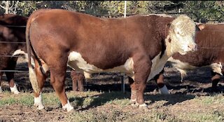 Registered Hereford Bull 🔥 “BROCK 712G”